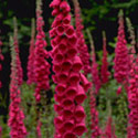 Digitalis, Foxglove