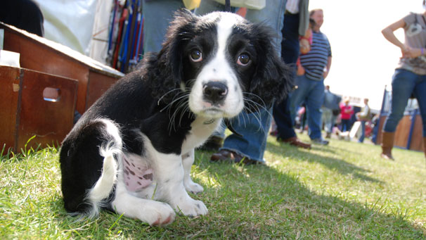 Ollie the pup helps while his owner has her boots polished.