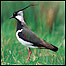 Lapwing c/o RSPB