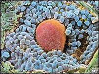 Vaječníková tkáň