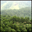 Floresta