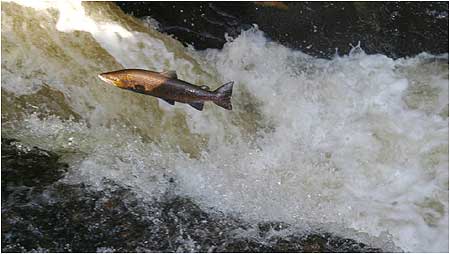 Salmon leaping c/o David Hay