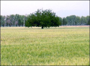 بهار در اطراف شهر تهران