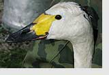 Whooper swan