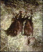Bats in a cave