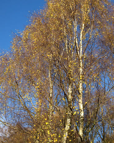 Silver birch with yellow leaves set against a blue sky