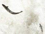 Salmon leaping