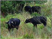 Water Buffalo c/o Wildlife Trust of South and West Wales and Mike Snow)