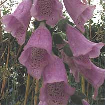 Digitalis purpurea