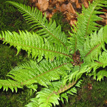 Polystichum aculeatum