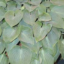 Hosta 'Blue Cadet'