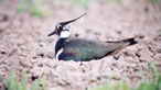 Lapwing