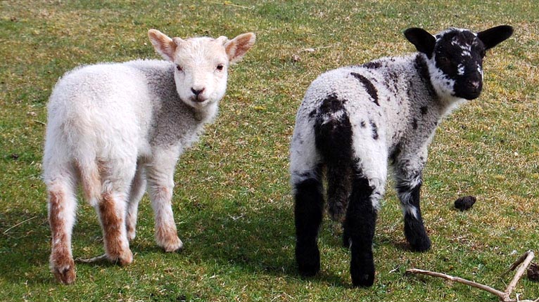 Uain ann an Cille Chòmhghain