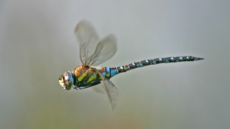 Migrant hawker dragonfly by Kelvin Dean