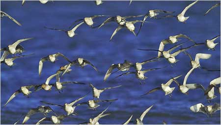 Knot in flight c/o Jaybee and NE Wildlife