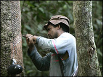 Floresta amazónica