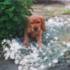 A photo of Toto! All together now....aaahhhh....(Mark's new dog)