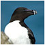 Islands Index (Image: razorbill c/o Chris Packham)