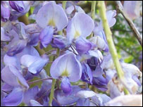 A close up of wisteria