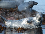 Basking seal. Image courtesy of John Shearer.