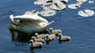 Swan and cygnets, by Alan Crawshaw
