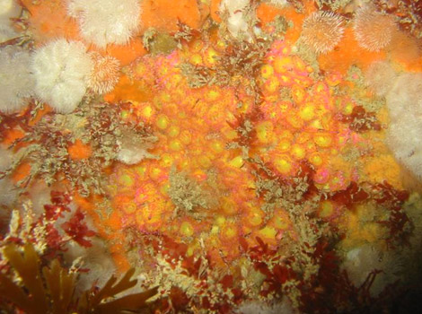 Orange and Yellow Jewel Coloured Anemones plus Orange Sponge and Plumose Anemones by George Gall.