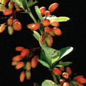 Berberis, Barberry