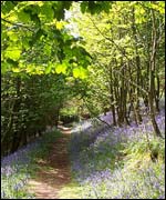Bluebells