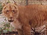 Liger - half lion, half tiger