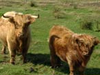 highland cattle