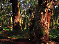 Sherwood Forest by Nic Broomhead