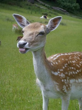 Oh deer!!!!