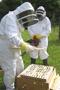 beekeepers_dinefwr.jpg
