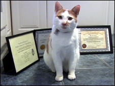 George the cat with his certificates