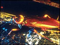 Cockroach
