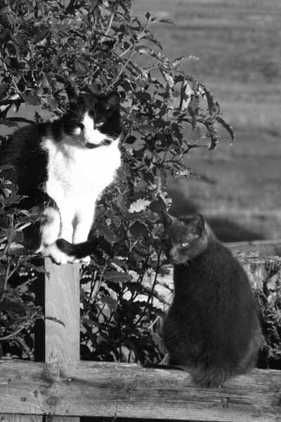 Puma & Pingu in New Zealand (Holly!)