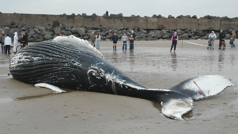 A dead humpback whale by Rod Penrose