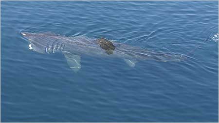 Basking Shark c/o Hebridean Wihale and Dolphin Trust