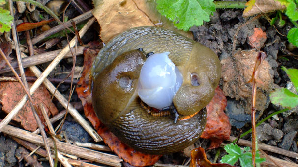 Two slugs mating