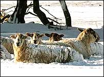 A snowy hillside scene. 