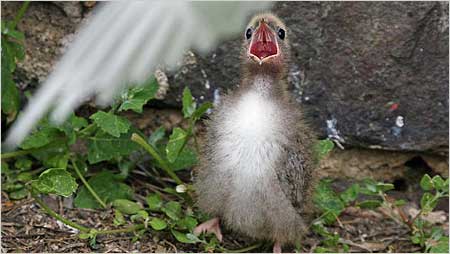 Young tern c/o Elizabeth Bigg