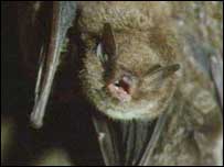 Daubenton's bat