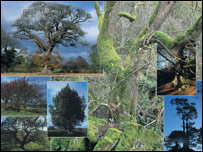 Veteran Trees