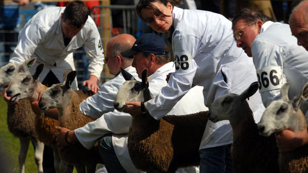 Bluefaced Leicester class 40, with Andrew M Brown (number 366) winning.