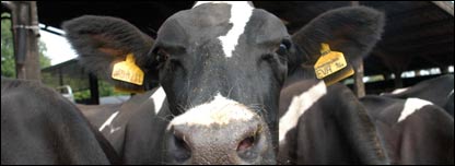 An English cow