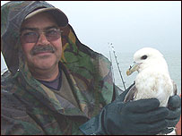 Fulmar