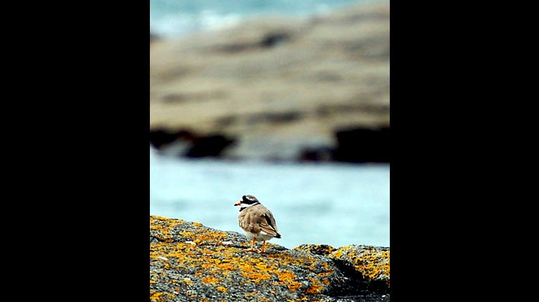 Trìlleachan-tràighe