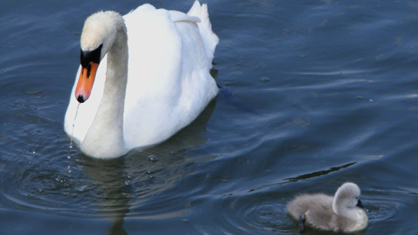 Swan and cygnet near the new Falkirk Stadium.
