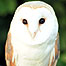 Wetlands (Image: Barn Owl)