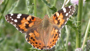 Painted Lady by Dawn Balmer/BTO